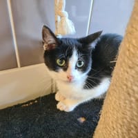 ASTUCE, chat à adopter