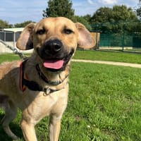 Simba, chien à adopter