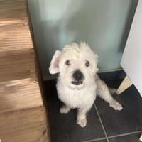 chabin votre compagnon pour la vie, chien à adopter