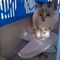 Nuage chaton siamois, chat à adopter