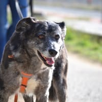 MOIRA, chienne à adopter