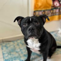 Rasta Rocquet, le père câlins, chien à adopter