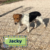 Jacky, cane da adottare