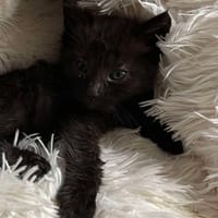 Bluet, chat à adopter