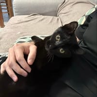 ECLIPSE, chatte à adopter