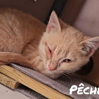 Pêche, chatte à adopter