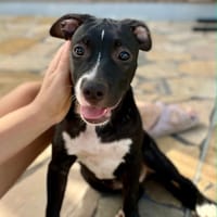 Iris, femelle croisée créole, née le 25/06/2025 🐶, chienne à adopter