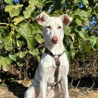NIEVE (Animalea), chienne à adopter