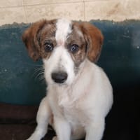 SANCHO, chien à adopter