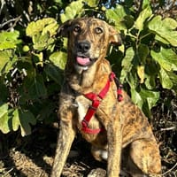 PANCETA (Animalea), chienne à adopter