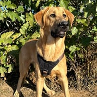 SOLOMILLO (Animalea), chien à adopter