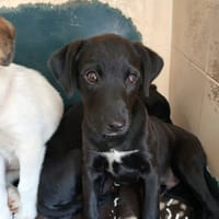 SIMON, chien à adopter