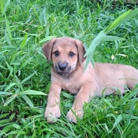 DJANGO, chiot mâle Berger Créole, chien à adopter