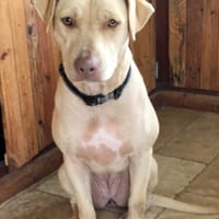 PHOENIX Croisée Labrador Femelle junior, chienne à adopter