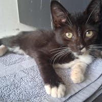 🐾 À L’ADOPTION – ANGEL, une petite perle noire & blanche au cœur tendre 🐾, chatte à adopter