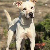 CASPER (Maria), chien à adopter