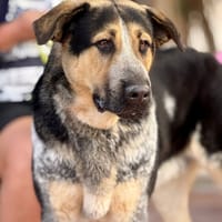 CORMAC (Maria), chien à adopter