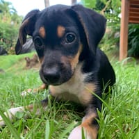 SOCKS, chiot femelle Berger Créole, chienne à adopter