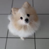 SUSHI, Femelle Spitz, chienne à adopter