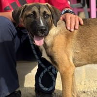 HARLEM (Maria), chien à adopter