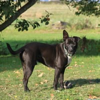 TILOUP Croisé Labrador, chien à adopter
