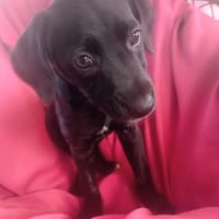 🐾 À L’ADOPTION – AKYRA, une choupette pleine de vie et de câlins ! 🐾, chienne à adopter