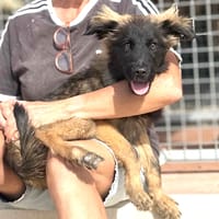 HAVANA (Maria), chienne à adopter