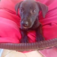 🐾 À L’ADOPTION – AYA, petite choupette au cœur tendre 🐾, chienne à adopter