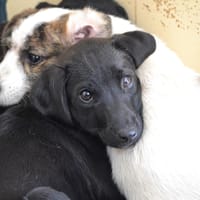 SIRENA, chienne à adopter