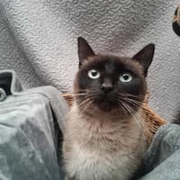 Agustina, chatte à adopter