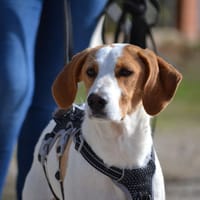 TOBA, chienne à adopter