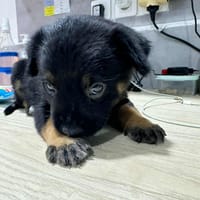 LAUMA petit amour sur pattes, chienne à adopter