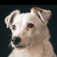 Handy, chienne à adopter