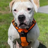 Lypsia, chienne à adopter