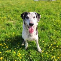 Yuvé, chien à adopter