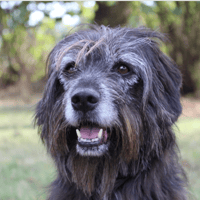 Max, chien à adopter