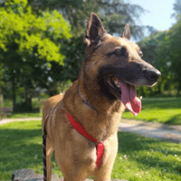 Indigo (Digo), chien à adopter