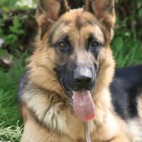 Sancho, chien à adopter