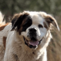 Isatis, chienne à adopter