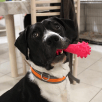 Pacha, chien à adopter