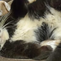 DOMINO, chat à adopter