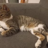 ETOILE, chatte à adopter