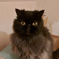 NESS, chat à adopter