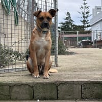 Tonino 15 kg, cane da adottare