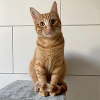ARIO, chat à adopter