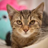 Enid, kotka do adopcji