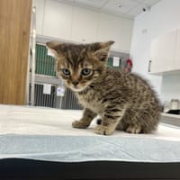 Draco, kot do adopcji