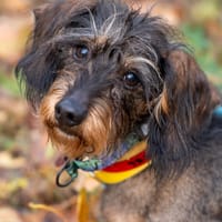 Serdelek, pies do adopcji