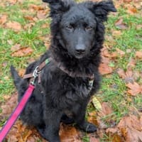 Rumi  Freund fürs Leben gesucht, Hündin zur Adoption