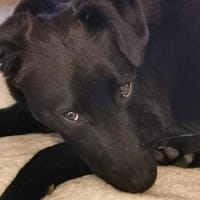 Tulipano 💙💙💙 Hundekind sucht Zuhause, Hund zur Adoption